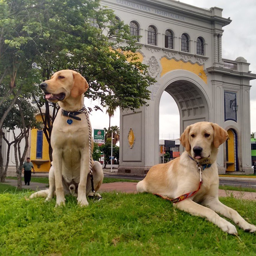 ENTRENADOR DE PERROS GUADALAJARA